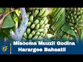 Misooma Muuzii Godina Harargee Bahaatii