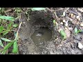 Survival skills catch fish by mud pit underground - Primitive technology cooking fish eating