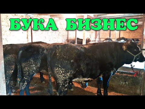 Video: Кантип бука жасайт