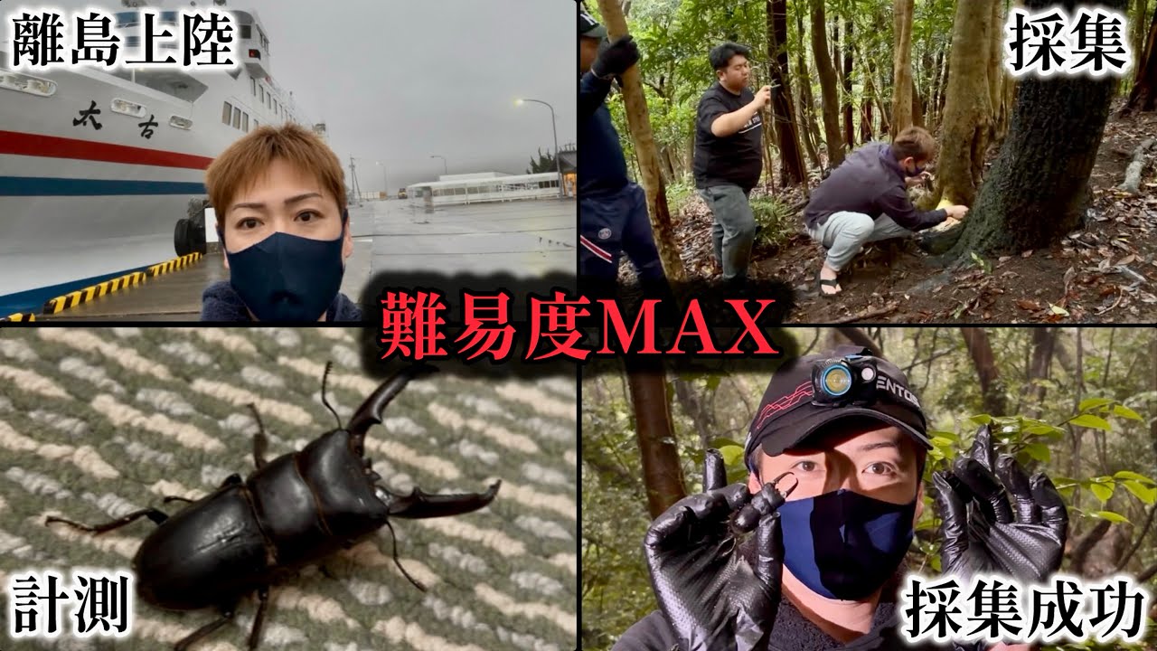 超大型野外採取ヒラタクワガタ73ミリ貴重 0000000097342_y3MaIYJ.jpg