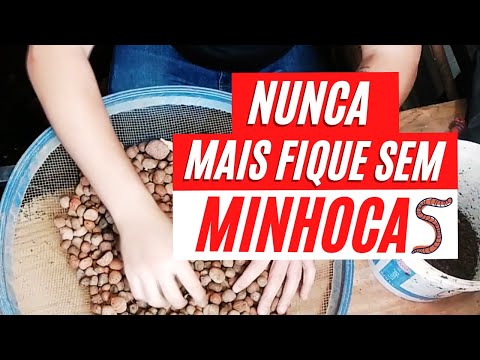 Vídeo: Como manter minhocas para iscas de pesca: 8 etapas