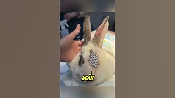 Cá rô phi – Thần dược cứu sống bệnh nhân bỏng và nguồn protein giá rẻ #shorts