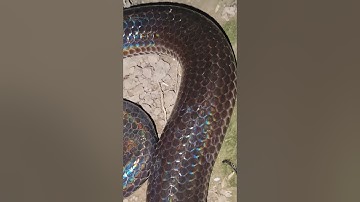 Màu da độc nhất của rắn hổ hành #snake #ularbesar #rắn #rắnhổhành
