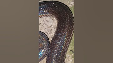 Màu da độc nhất của rắn hổ hành #snake #ularbesar #rắn #rắnhổhành