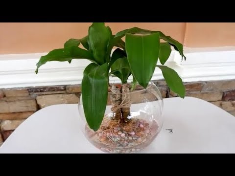 How to Grow Dracaena Fragrans in Water Indoors for Home Decoration - YouTube