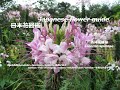 風に舞う蝶は何匹？！How many butterflies dance in the wind? !!　西洋風蝶草　Cleome spinosa　季節の花　日本花図鑑　J flower guide