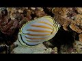 Facts: The Ornate Butterflyfish