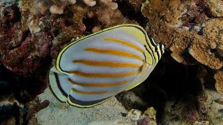 Facts: The Ornate Butterflyfish