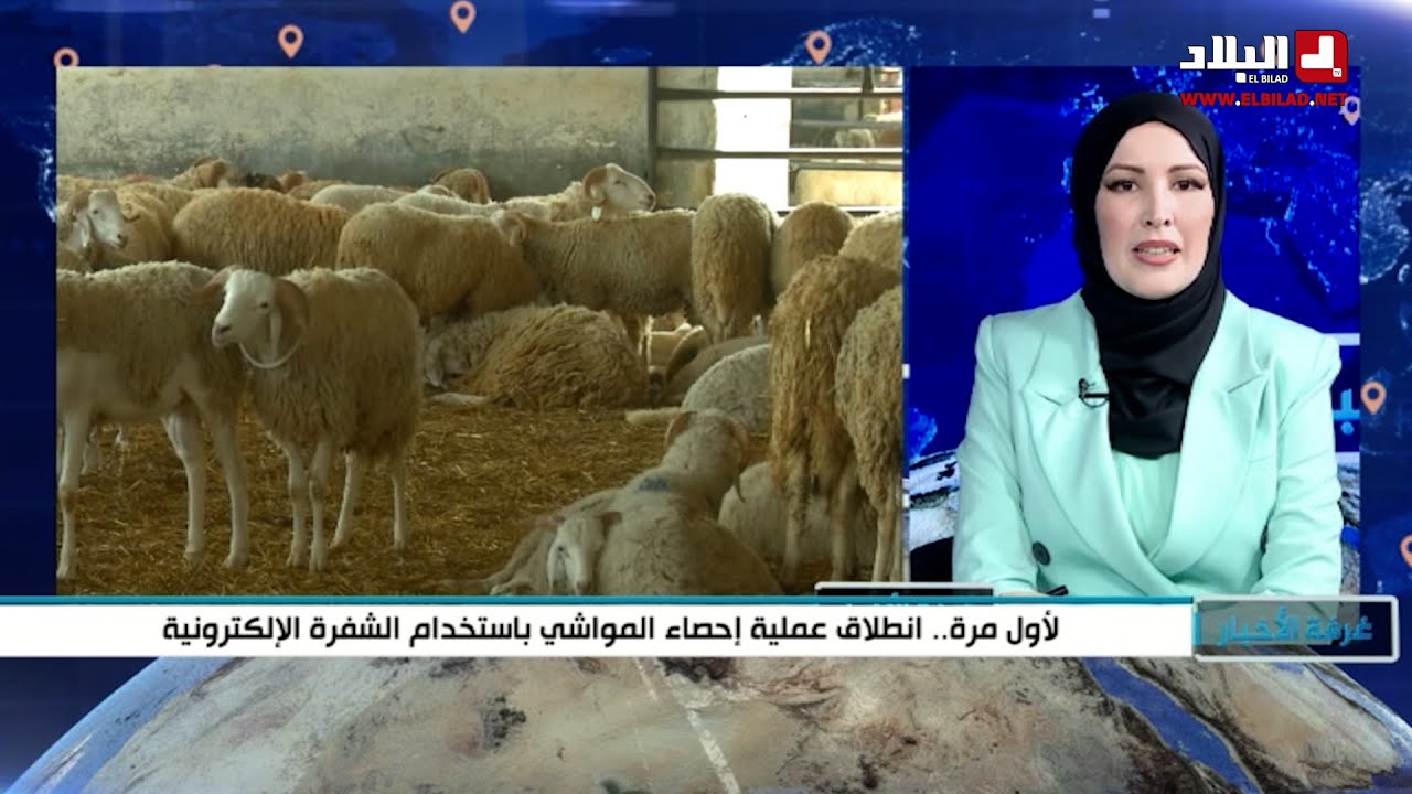 لأول مرة.. انطلاق عملية إحصاء المواشي باستخدام الشفرة الإلكترونية