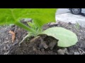 Pumpkin recovery again after slug attack