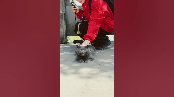 Video 8635681: britishshorthair meow cat, british cat meow, britishshorthair cat love, meow catmeow, wild cat