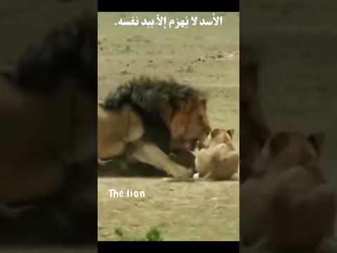 تنميه بشريه الاسد يقول