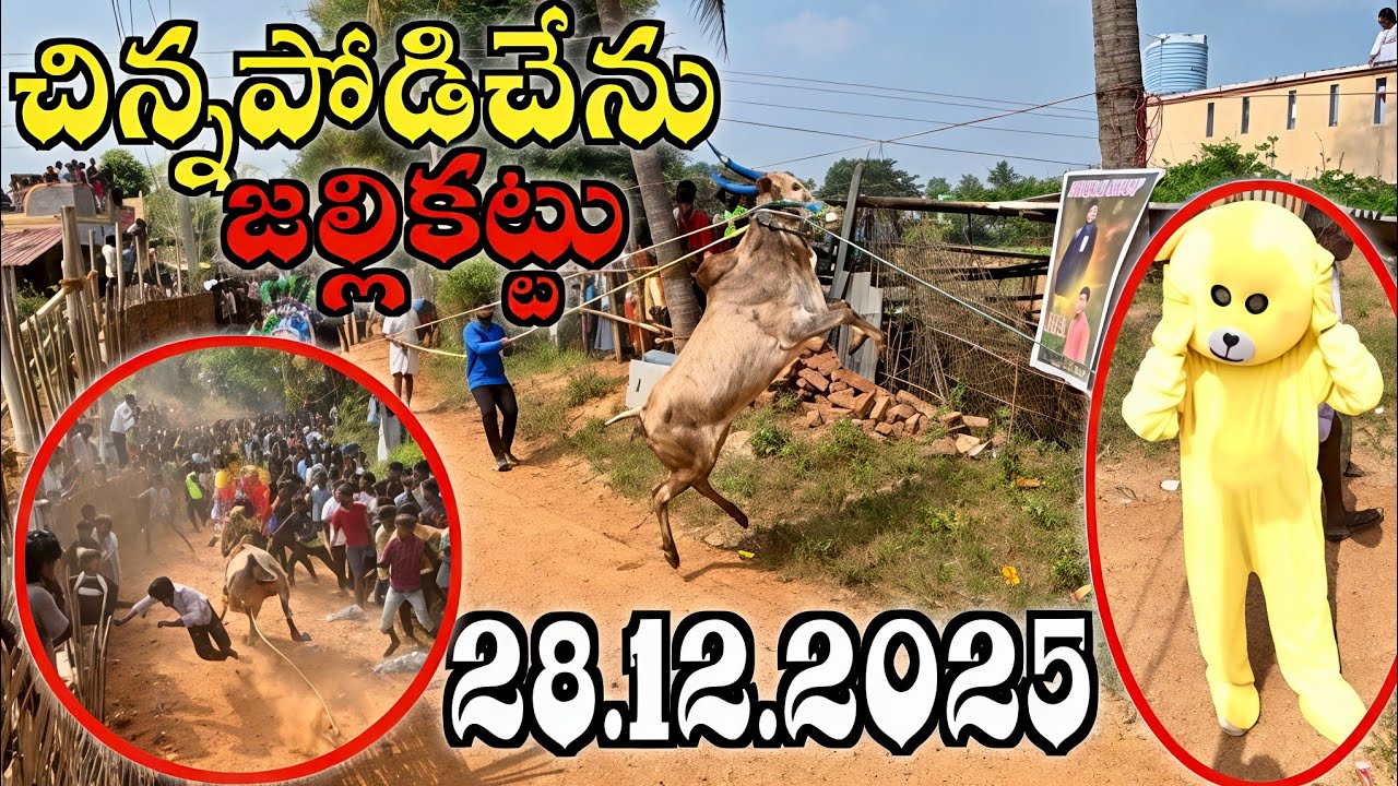 చిన్నపోడిచేను పశువుల పండగ (Chinnapodichenu jallikattu) 28.12.2025 |Trending Jallikattu|