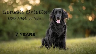 Orietta flat coated retriever I 7 years by Kateřina Jáchymová 8,091 views 2 years ago 2 minutes, 33 seconds