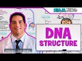 Cell biology  dna structure  organization 