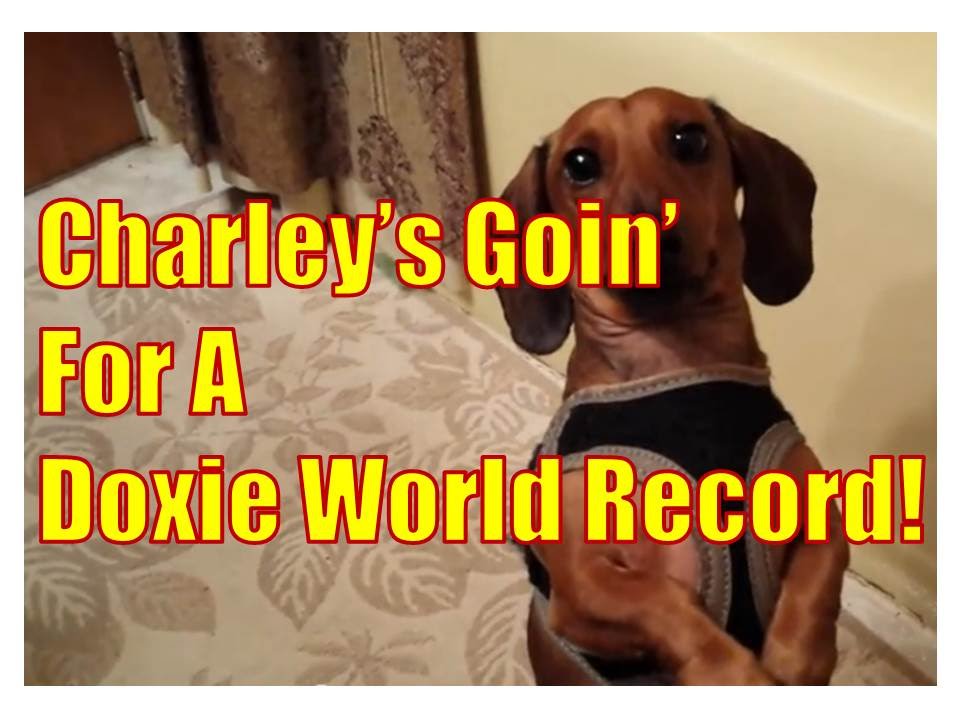 funny pictures of miniature dachshunds