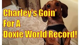 Funny Cute Dachshund Video - Charleys goin for a doxie world record...