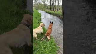 Badezeit #rettungshund #labrador #mali #malinois