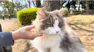 A big cat scouting the cherry blossoms by Talking weegieTV Richard 395 views 3 weeks ago 4 minutes, 2 seconds