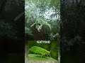 Forest Orchestra #garden #insects #kids