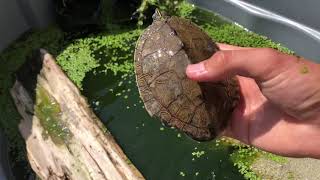 Dealing With Shell Rot Again! | Moving My Mississippi Map Turtle Outside! | DIY Reptiles