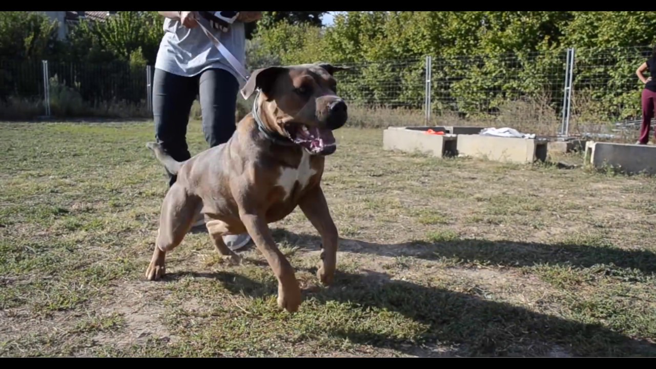 CHIEN AGRESSIF REEDUCATION