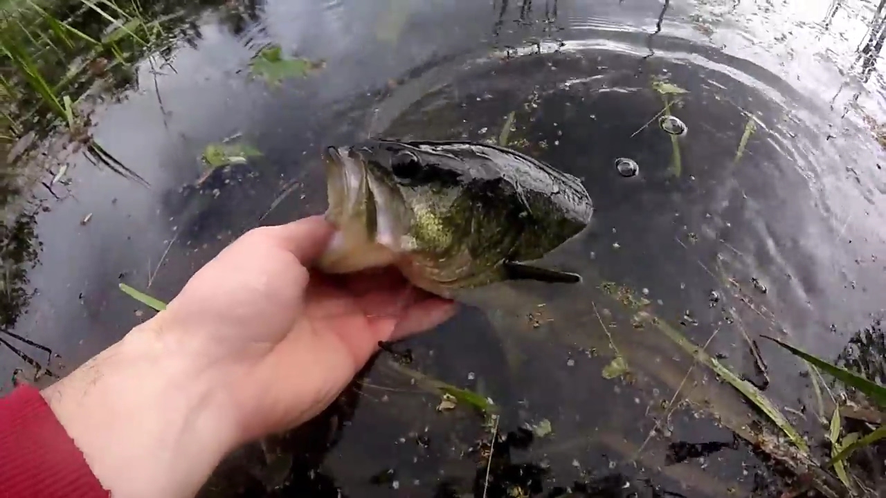 Wading Ponds for Bass YouTube