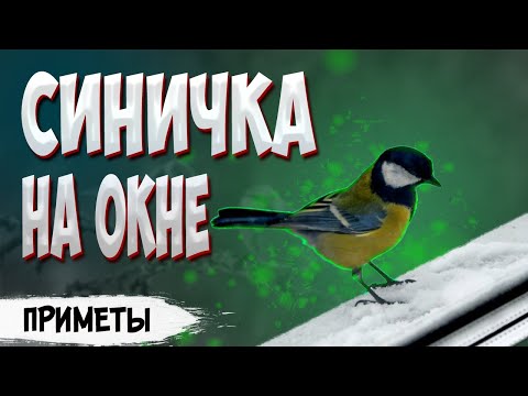 Синичка на окне: примета к добру или худу?