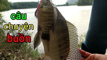 Tại Sao Câu Cá Nước Đục Lại Móm ?