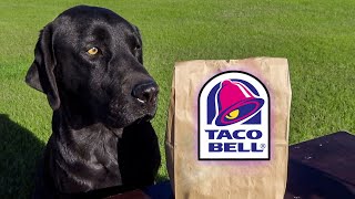 DOG EATS FIRST TACO BELL BURRITO!!