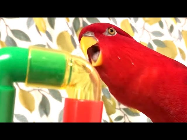 Red birb🍅Pipe Shaker class=