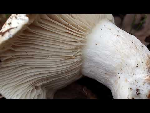 Vidéo: Champignons comestibles : faux champignons de lait