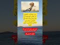 من عجائب الطيور ان طائر الهدهد ان عاد ولم يجد انثاه في العش صام عن الاكل والشرب حتي تعود من عجائب الطيور ان طائر الهدهد ان عاد ولم يجد انثاه في العش صام عن الاكل والشرب حتي تعود