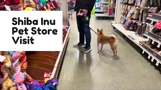 Shiba Inu goes to Pet Smart