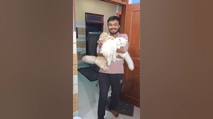 Video 11423271: persian cat toys, best persian cat, cat pet toys