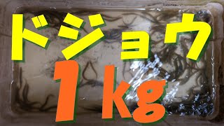 ドジョウ１ｋｇ　２９００円です(#^.^#)