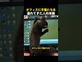 オフィスに子猫たちを連れてきた人の末路