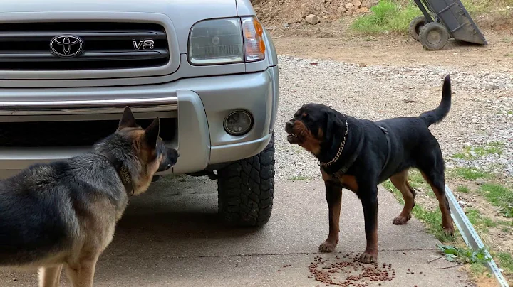 Aggressive one year old rottweiler challenges alpha German Shepherd - DayDayNews