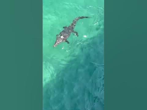 Here’s a nice video clip of the crocodile that was swimming near the