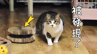 [CC SUB] The stray cat disappeared for 3 months after entering the house.