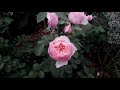 ✿➽ Розы из питомника ЭЛИТ 2020г