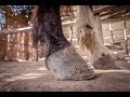 Horse Shoeing in Ethiopia