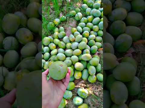 #punjabisong #song #mango #mangovarieties #fruit #mangocrop #beautiful #farming