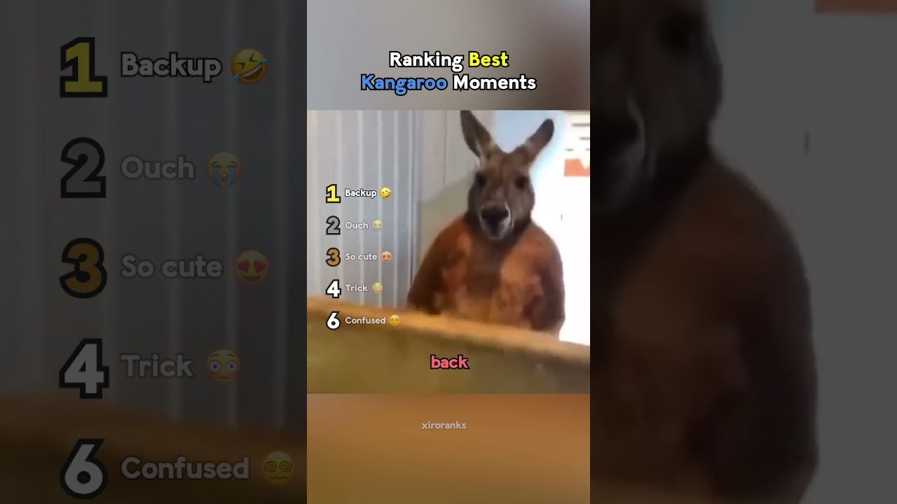 Ranking Best Kangaroo Moments
