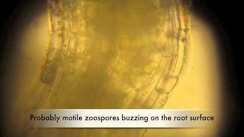 Pythium root rot in bentgrass roots