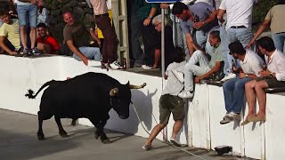 Tourada Terreiro São Mateus - Touros OTT (31,49,43,35) - 20/6/2025 - Ilha Terceira - Açores