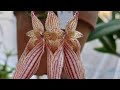 Bulbophyllum rothschildianum?