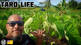 TARO LIFE: FARMING With My Sons On The Plantation, NIUE ISLAND Style!