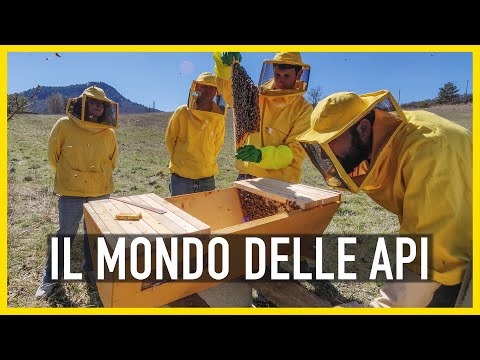 Video: Quali sono gli impollinatori alternativi alle api