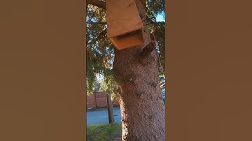 Demonstratie van een #160 Conibear-val